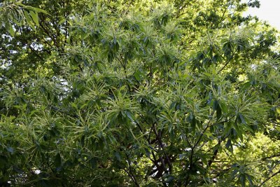 Castanea sativa 'Asplenifolia' - kaštanovník jedlý - květy1